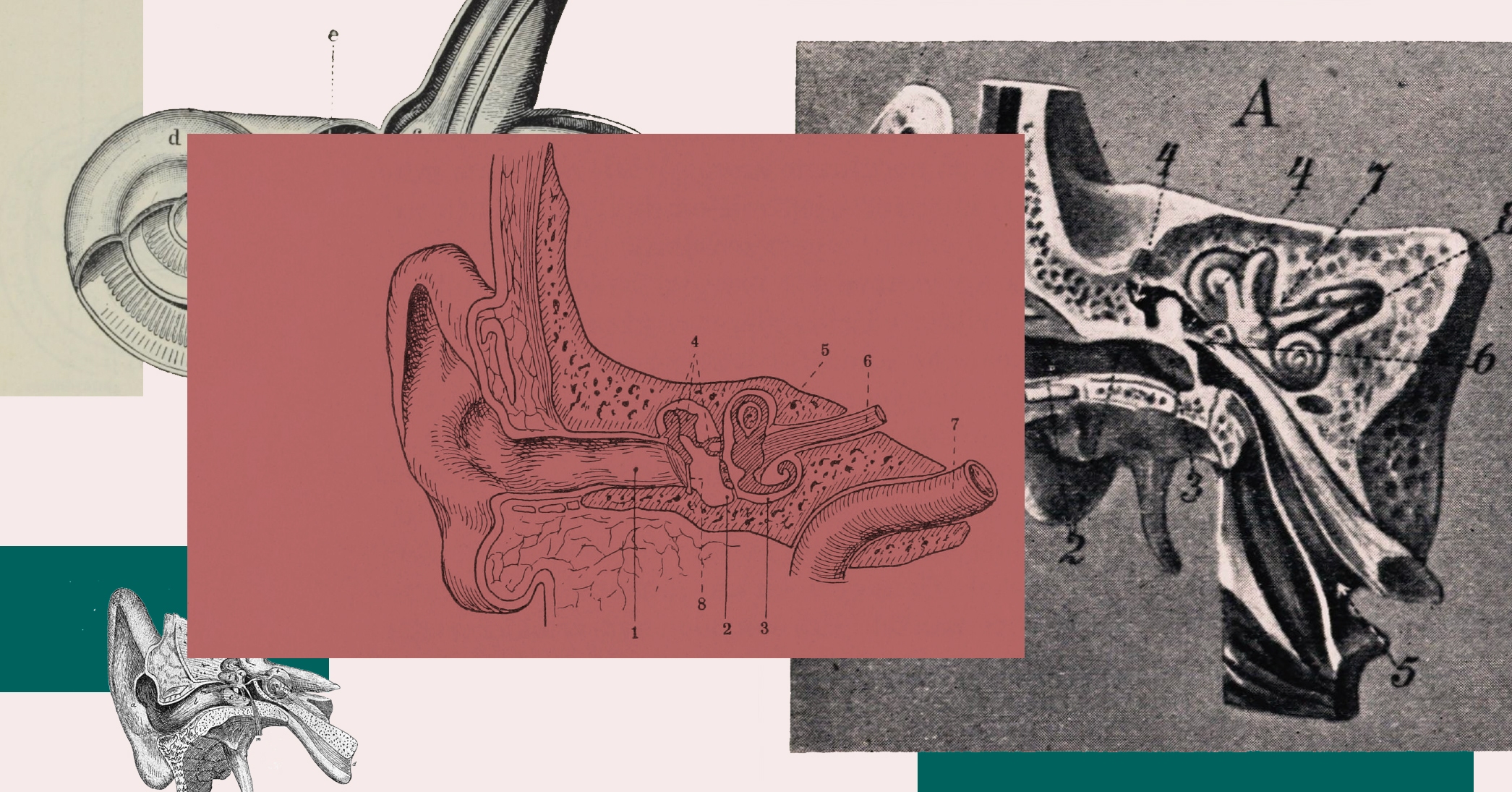 Illustrasjon av ører fra gamle medisinske leksikon