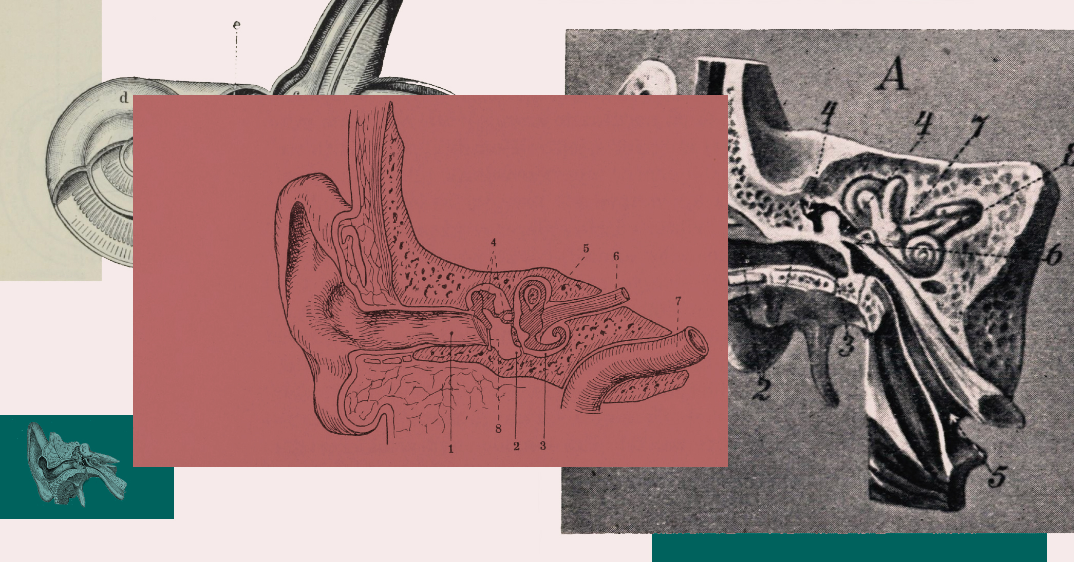 Collage av ørets anatomi fra gamle lærebøker