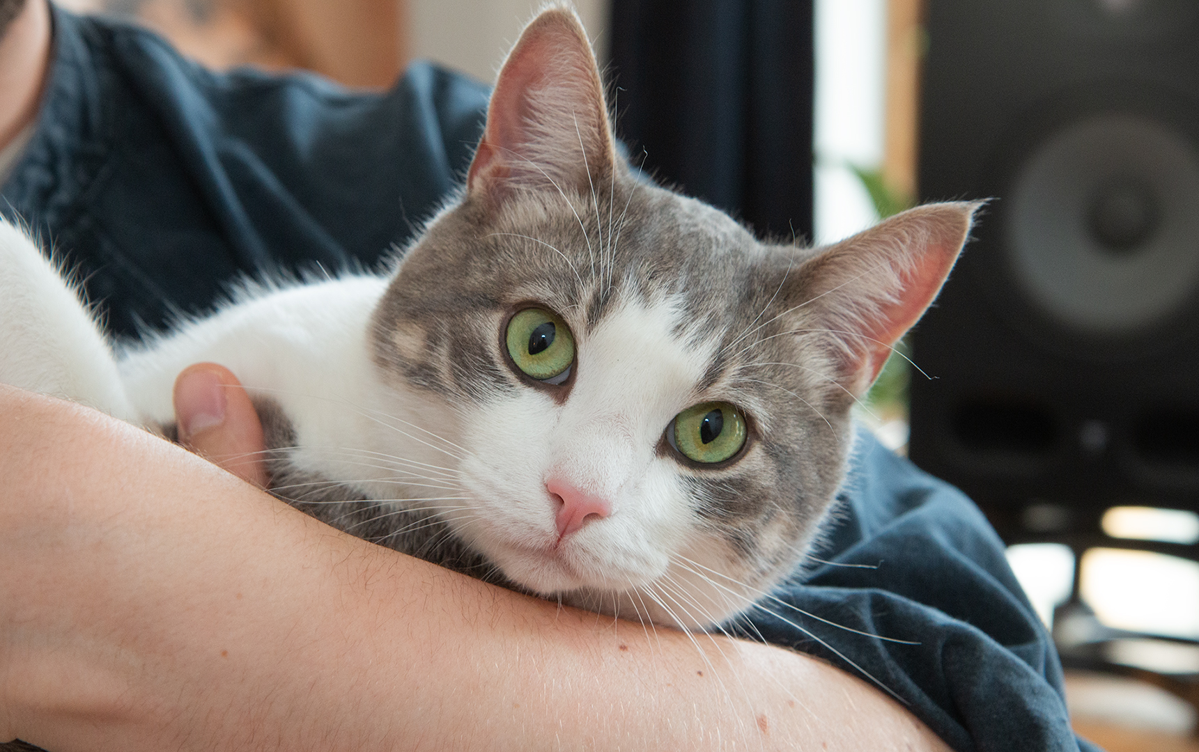 Doglover95 Tobias Wam Grønborg pluss katt