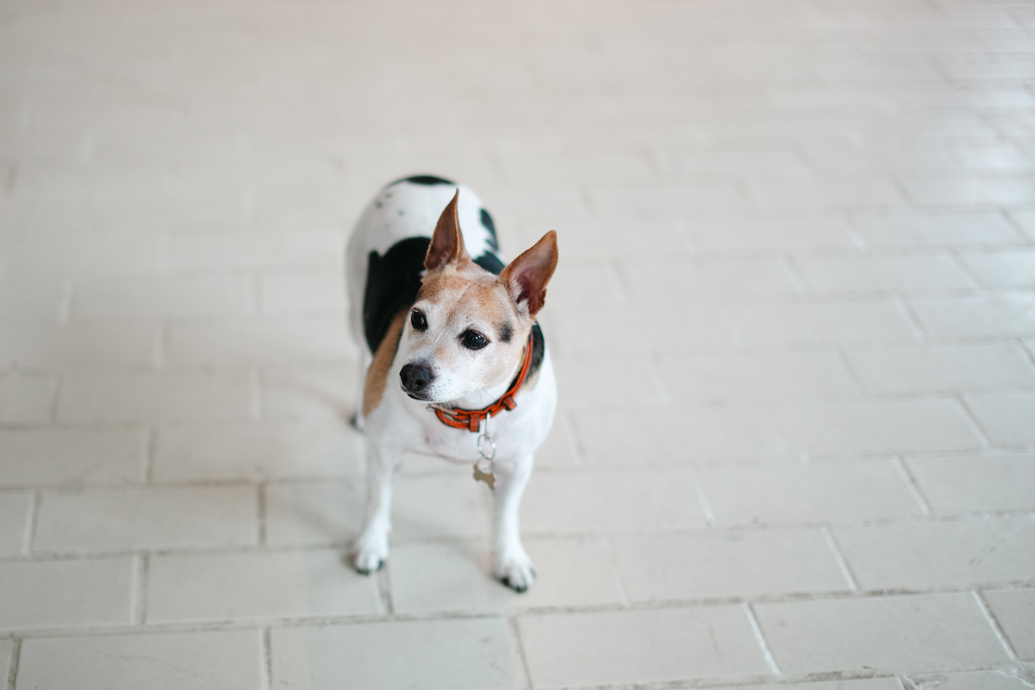Den egentlige teatersjefen hos Black Box: Hunden Poppy